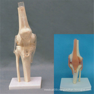 Natural Human Knee Joint Skeleton Model with Transparent Ligament (R020912)